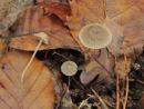 Mycena pseudopicta, livkasta čeladica