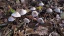 Mycena pura, redkvičasta čeladica