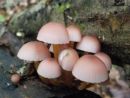 Mycena renati, Renejeva čeladica