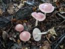 Mycena rosea, strupena čeladica