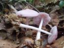 Mycena rosea, strupena čeladica