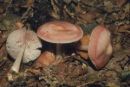 Mycena rosea, strupena čeladica