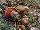 Neoboletus erythropus, žametasti novogoban