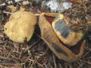 Neoboletus luridiformis, prašičji novogoban