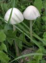 Panaeolus leucophanes, belkasti govnar