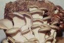 Pleurotus ostreatus, bukov ostrigar