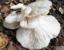 Pleurotus populinus, topolov ostrigar