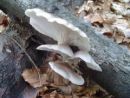 Pleurotus pulmonarius, poletni ostrigar