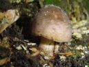 Pluteus cervinus, jelenova ščitovka