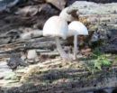 Pluteus exiguus, drobcena ščitovka