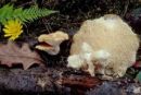 Polyporus tuberaster, gomoljavi luknjičar