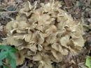 Polyporus umbellatus, razvejani luknjičar