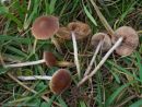 Psathyrella clivensis, belobetna črnivka