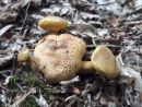 Pseudoboletus parasiticus, zajedalski pagoban