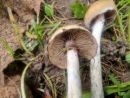 Psilocybe azurescens, (azurna gologlavka)