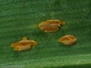 Puccinia porri, porova rjavinka