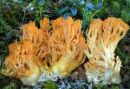 Ramaria aurea, zlata griva