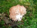 Ramaria botrytis, rdeča griva