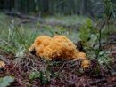 Ramaria largentii, Largentova griva