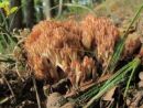 Ramaria subbotrytis, prelestna griva