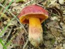 Rubroboletus dupainii, Dupainov rubinovec