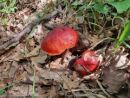 Rubroboletus dupainii, Dupainov rubinovec