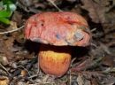 Rubroboletus lupinus, volčji rubinovec