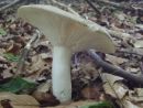 Russula aeruginea, zelena golobica