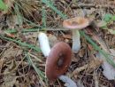 Russula caerulea, grbičasta golobica