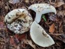 Russula delica, modrolistna golobica