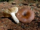 Russula integra, usnjasta golobica