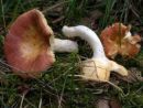 Russula intermedia, čudovita golobica