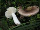 Russula krombholzii fo. depallens, (škrlatna golobica, obledela oblika)