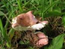 Russula lilacea, zasluzena golobica