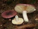 Russula olivacea, olivna golobica