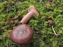 Russula queletii, Queletova golobica