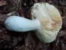 Russula romellii, malinova golobica