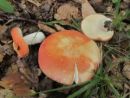 Russula rosea, trda golobica