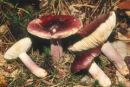 Russula torulosa, tršata golobica