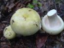 Russula violeipes, vijoličnobetna golobica