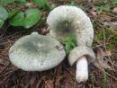 Russula virescens, zelenkasta golobica