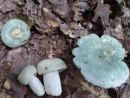 Russula virescens, zelenkasta golobica