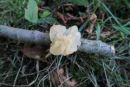 Tremella encephala, zvijugana drhtavka