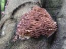 Trichaptum biforme, papirasta apnenka