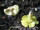 Tricholoma equestre, zelenkasta kolobarnica