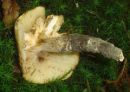 Tricholoma saponaceum, milnata kolobarnica