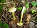 Tricholoma sulphureum, žveplena kolobarnica