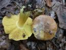 Tricholoma sulphureum, žveplena kolobarnica