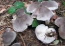 Tricholoma terreum, prstena kolobarnica