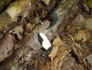 Xylaria longipes, dolgobetna lesenjača